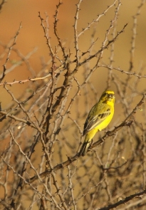 Yellow Canary/Serin de Ste Hélène