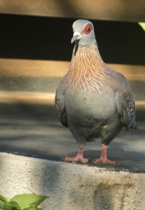 Speckled Pigeon/Pigeon roussard