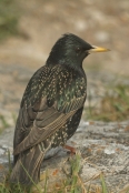 Common Starling/Etourneau sansonnet