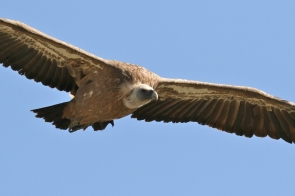Vautour fauve/Griffon Vulture