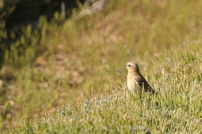 Traquet motteux/Northern Wheatear