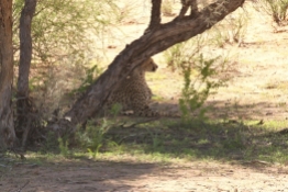 Cheetah - South Urikaruus - Star (blessée) Charlize's cubs+ cubs