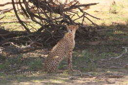 Cheetah - South Urikaruus - Star (blessée) Charlize's cubs