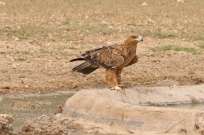 Tawny Eagle/Aigle ravisseur