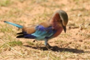 Lillac-breasted Roller/Rollier à longs brins