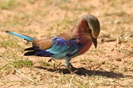 Lillac-breasted Roller/Rollier à longs brins