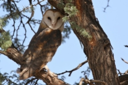 Barn Owl/Chouette effraie