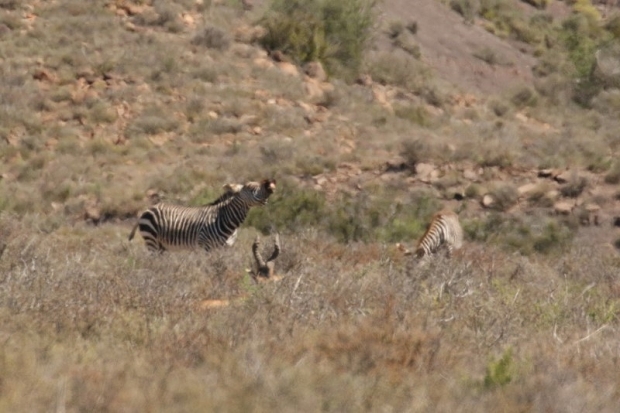 Cape Mountain Zebra/Zèbre de montagne du Cap
