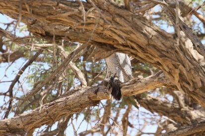 Red-necked Falcon/Faucon chiquera