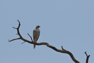 Red-footed Falcon/Faucon kobez