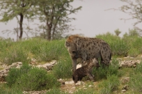Spotted Hyena/Hyène tachetée