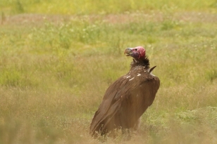 Lappet-faced Vulture/Vautour Oricou