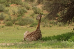 Giraffe/Girafe