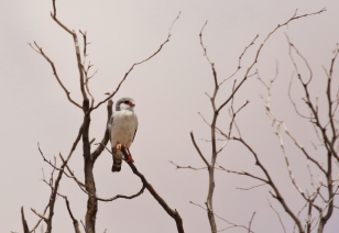 Pygmy Falcon/Fauconnet d'Afrique