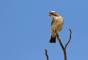 White-browed Sparrow-Weaver/Malahi à sourcils blancs
