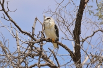 Black-shouldered Kite/Elanion blanc