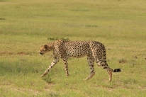 Cheetah - Cora (fille de Corinne)