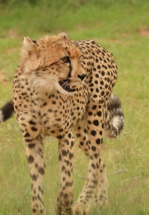 Cheetah - Hanri + le gang