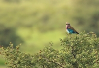 Lilac-breasted Roller/Rollier à longs brins