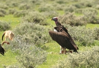 Lappet-faced Vulture/Vautour Oricou