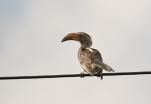 Southern-yellow-billed Hornbill/Calao leucomèle