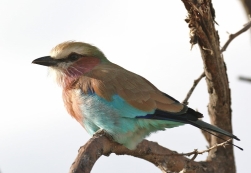Lilac-breasted Roller/Rollier à Longs brins
