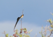Long-tailed (Eastern)Paradise-Whydah/Veuve de paradis