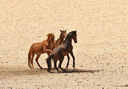 Wild Horse/Chevaux sauvages