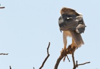 Black-shouldered Kite/Elanion blanc+ proie