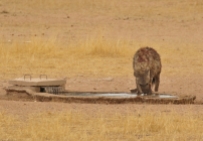 Spotted Hyena/Hyène tachetée