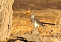 Southern Yellow-billed Hornbill/Calao leucomèle