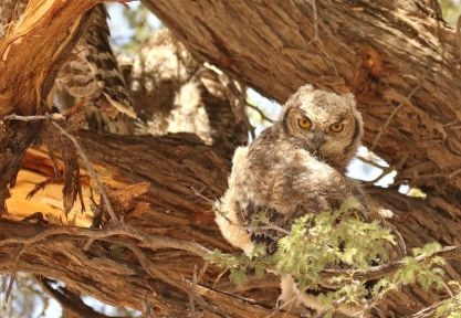 Spotted Eagle-Owl/Grand Duc africain