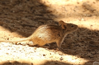 Four stripe Grasse Mouse/Rhabdomys pumilio