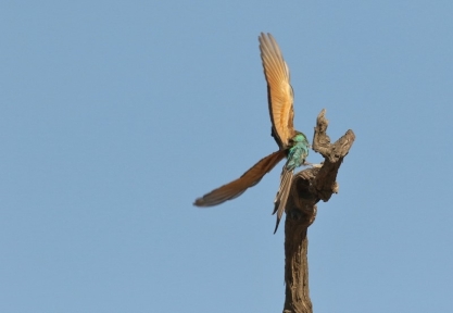 Swallow-tailled Bee-eater/Guêpier à queue d'aronde