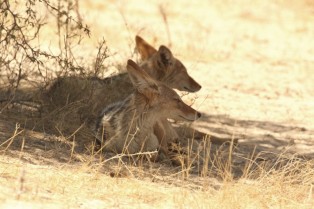 Black-backed Jackal/Chacal à chabraque