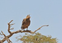 Bateleur Eagle/Bateleur des savannes