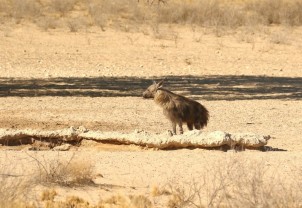 Brown Hyena/Hyène brune