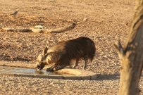 Brown Hyena/Hyène brune