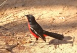 Red-breasted Crimson Shrike/Gonolek rouge et noir