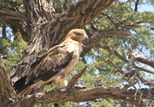 Tawny Eagle/Aigle ravisseur