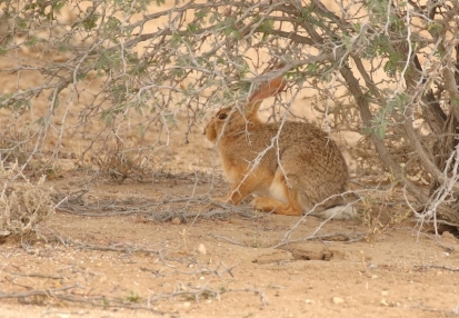 Cape Hare/Lièvre du Cape