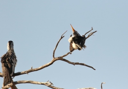 Southern Yellow-billed Hornbill/Calao leucomèle