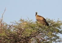 White-backed Vulture/Vautour africain
