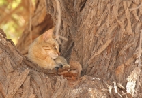 AWC - African Wild Cat/Chat sauvage africain